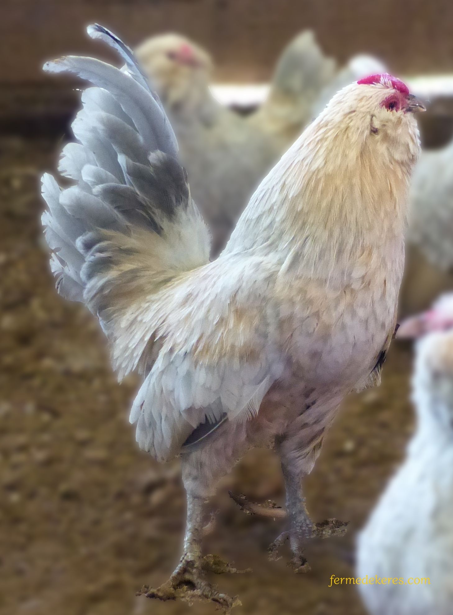 Coq Barbue d'anvers porcelaine